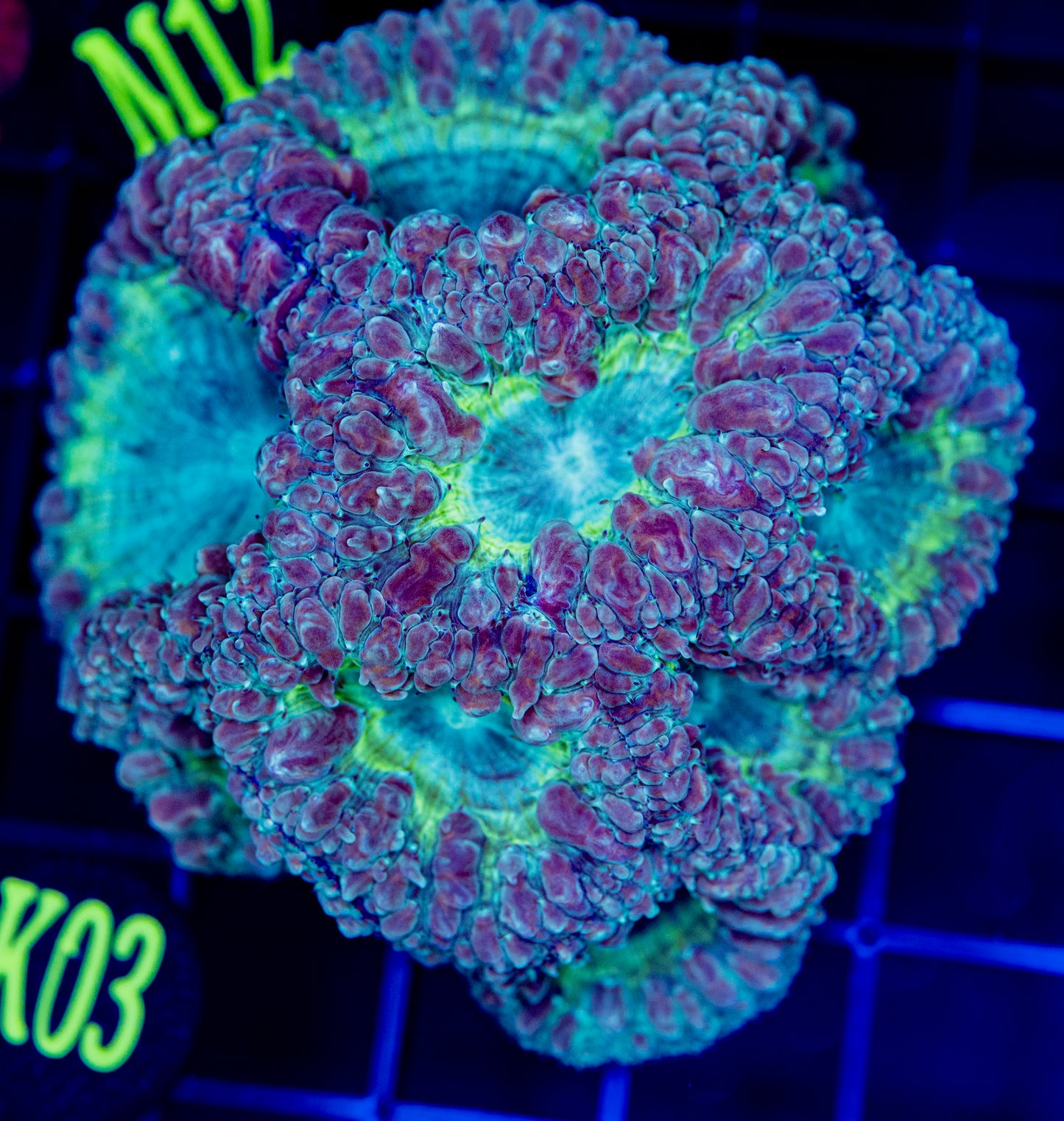 L09 F LEMON LIME BLASTO COLONY WYSIWYG