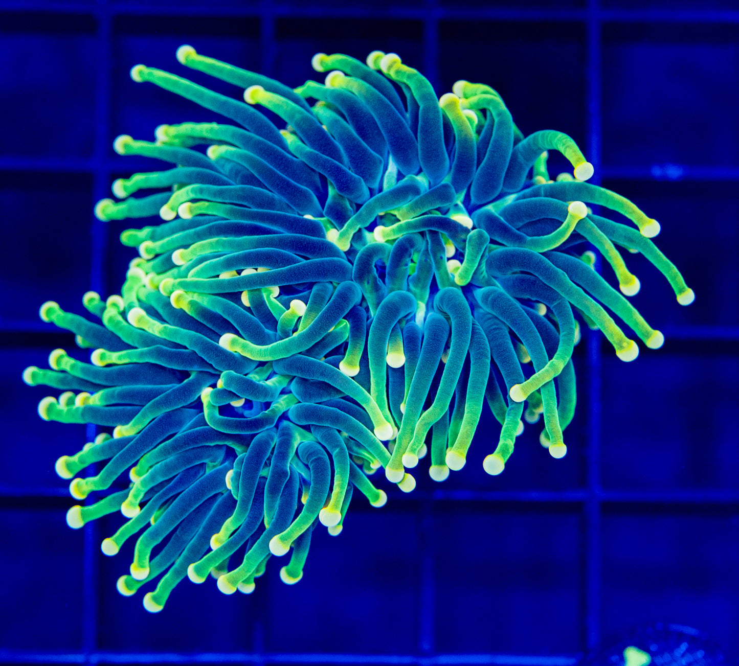 L10B Rainbow Yellow tips TORCH