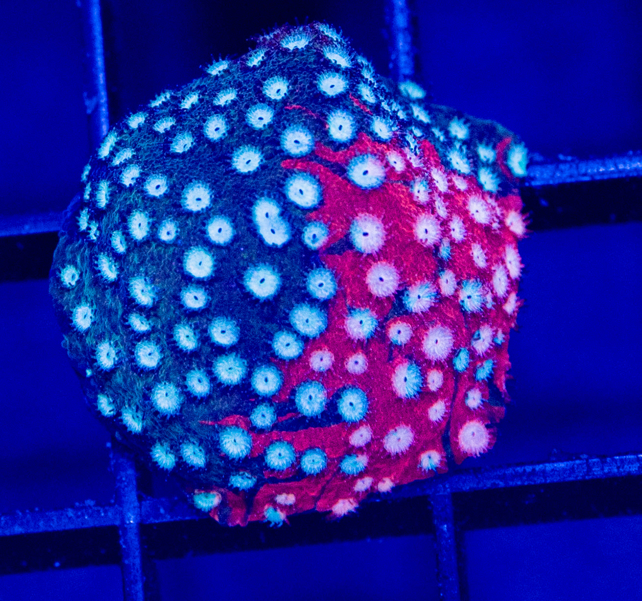 L13 jf FENDER BENDER CYPHASTREA