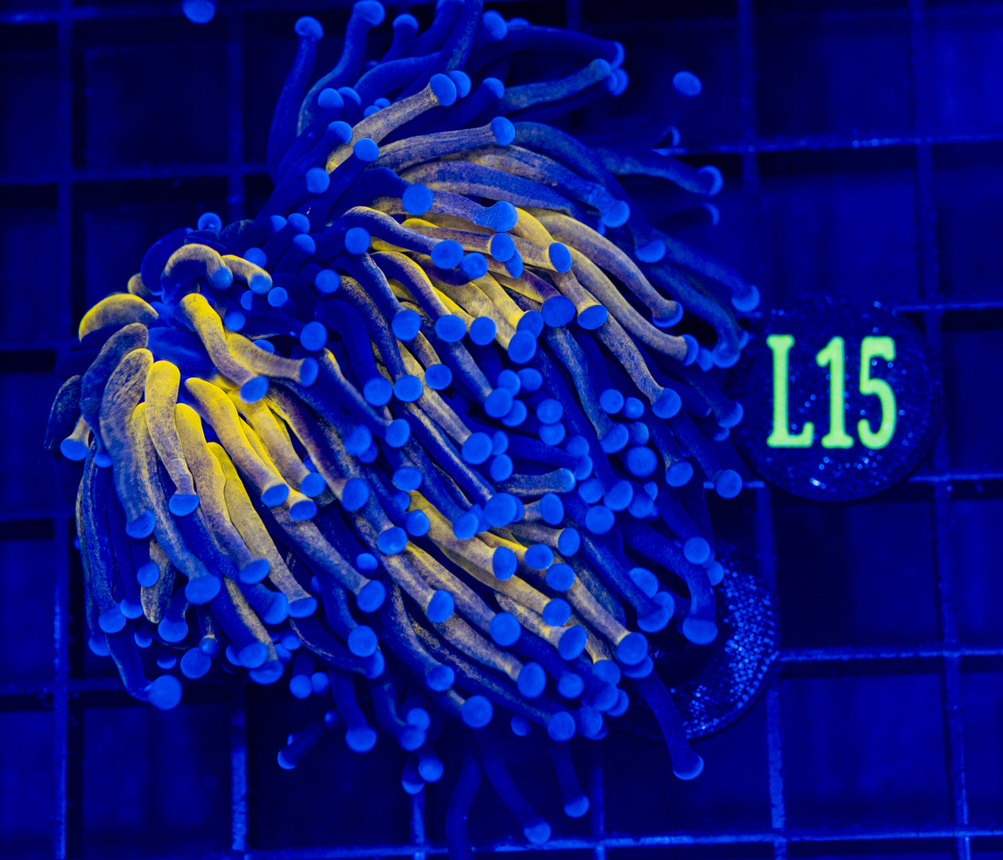 L15 Ultra 24K Tiger TORCH