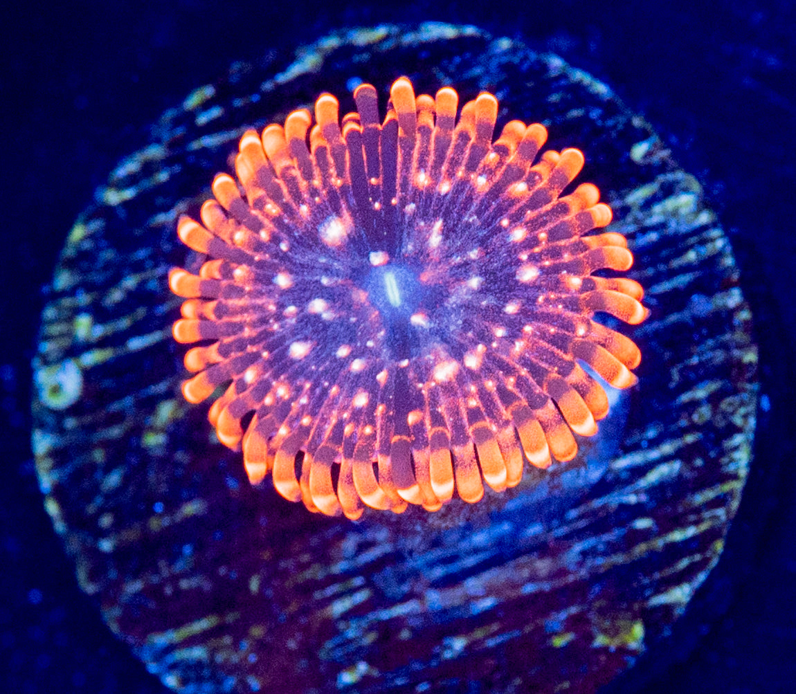 L33 UTTER CHAOS ZOA