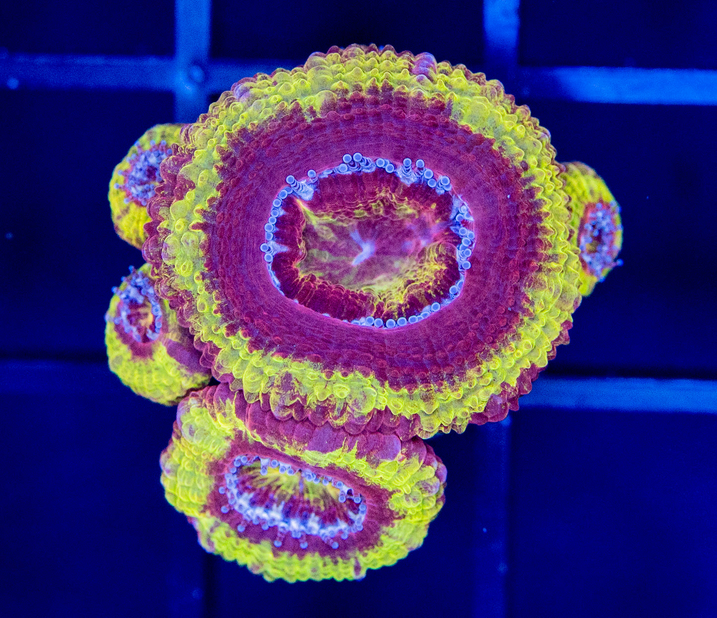 L36 RAS Fireball ACAN