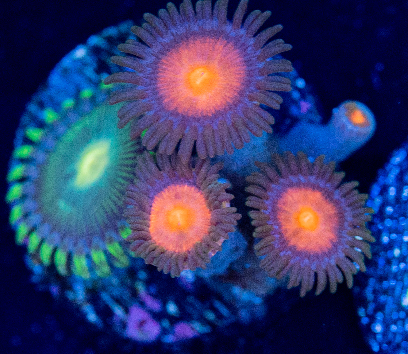 L37 ZOA