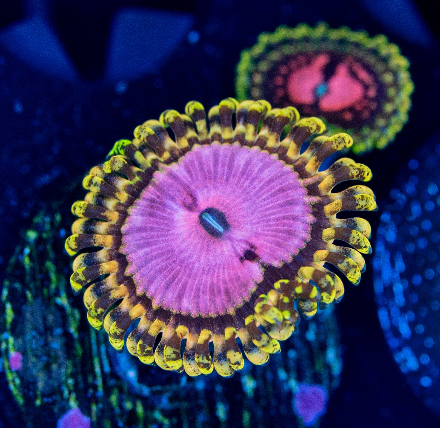 L38 PINK DIAMON ZOA
