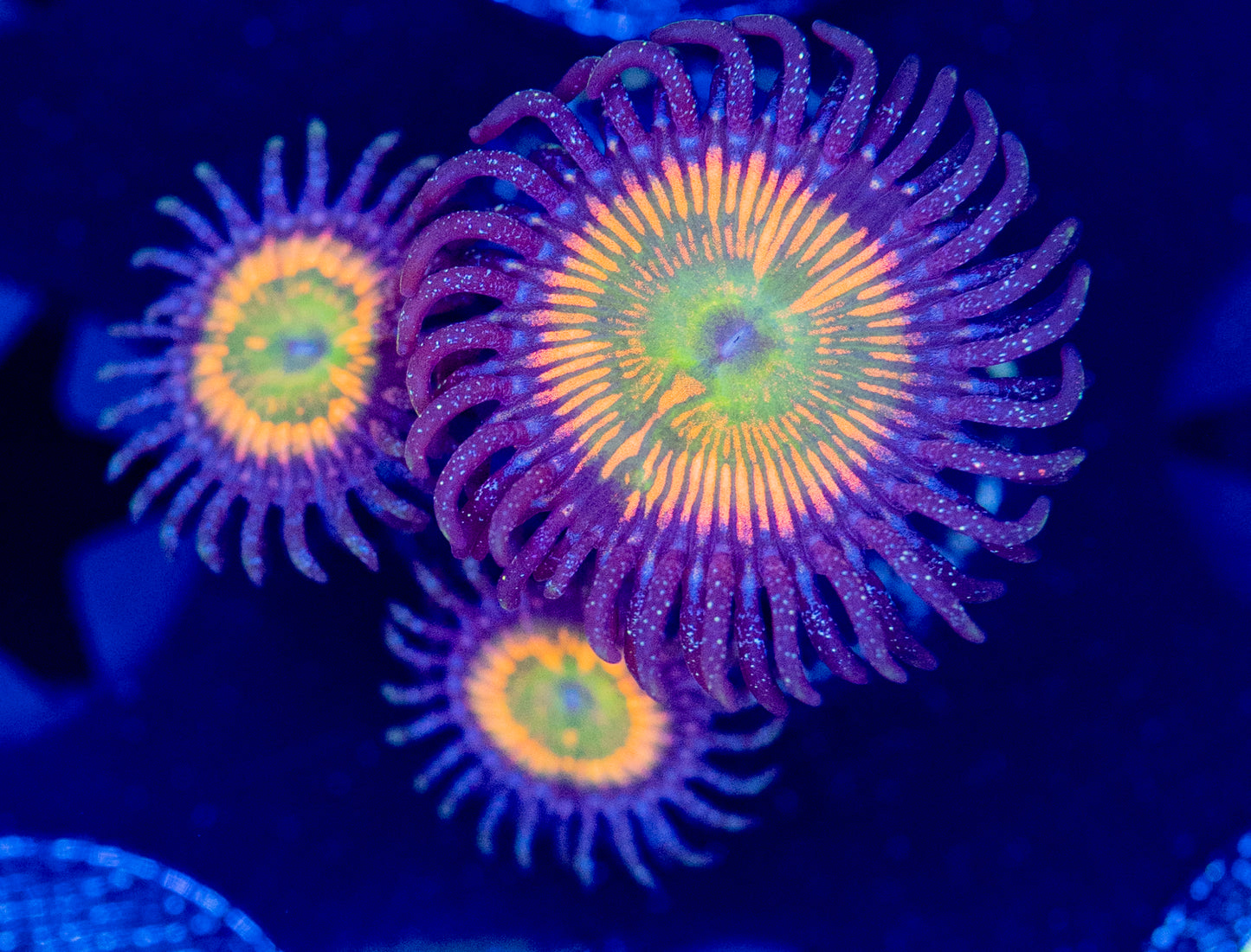 L45 RAINBOW FUSION ZOA