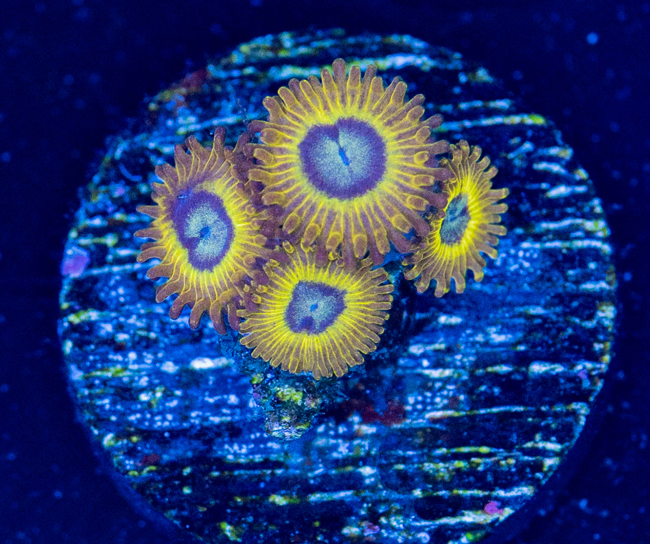 L47 PIKACHU ZOA