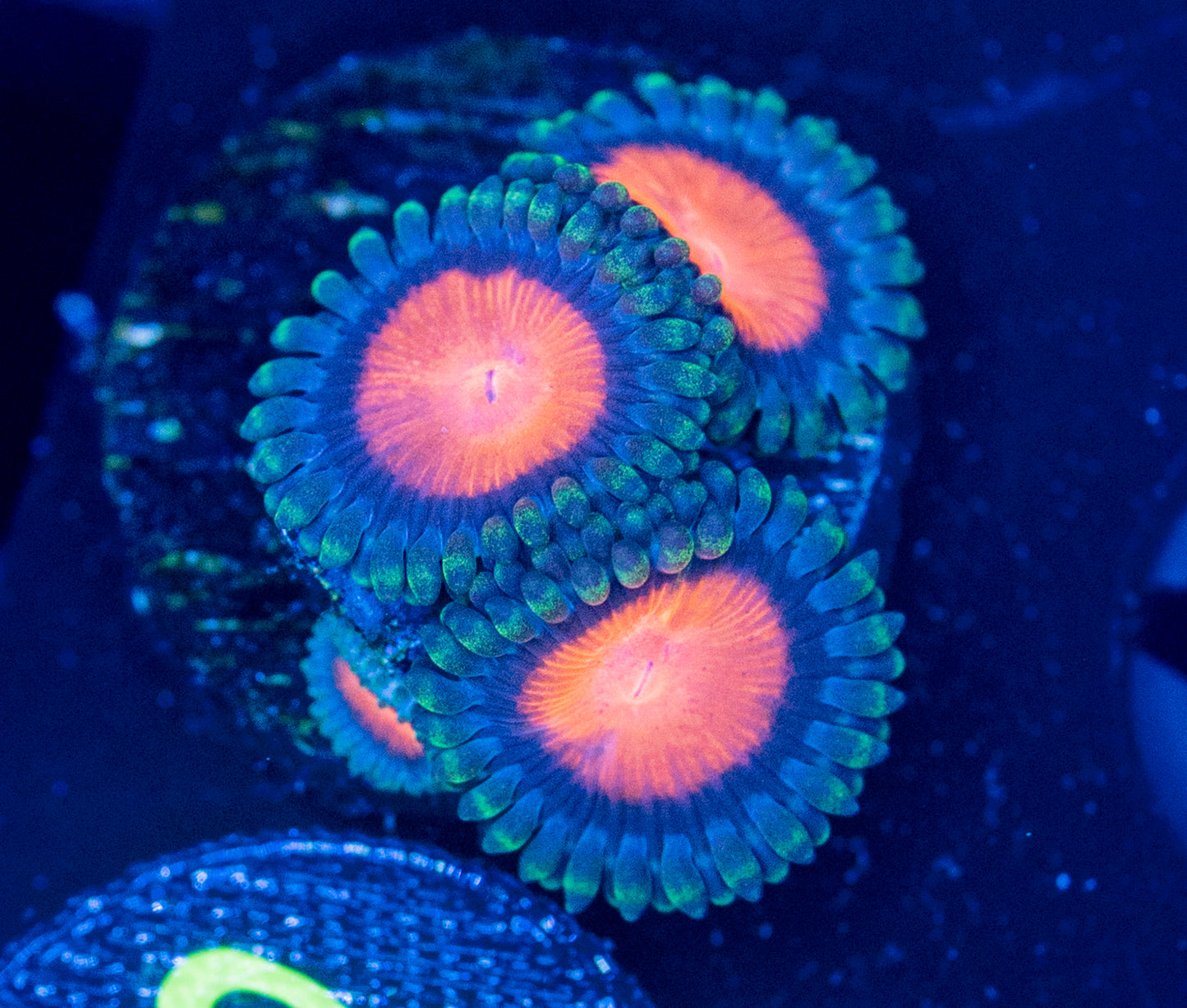 L55 ZOA