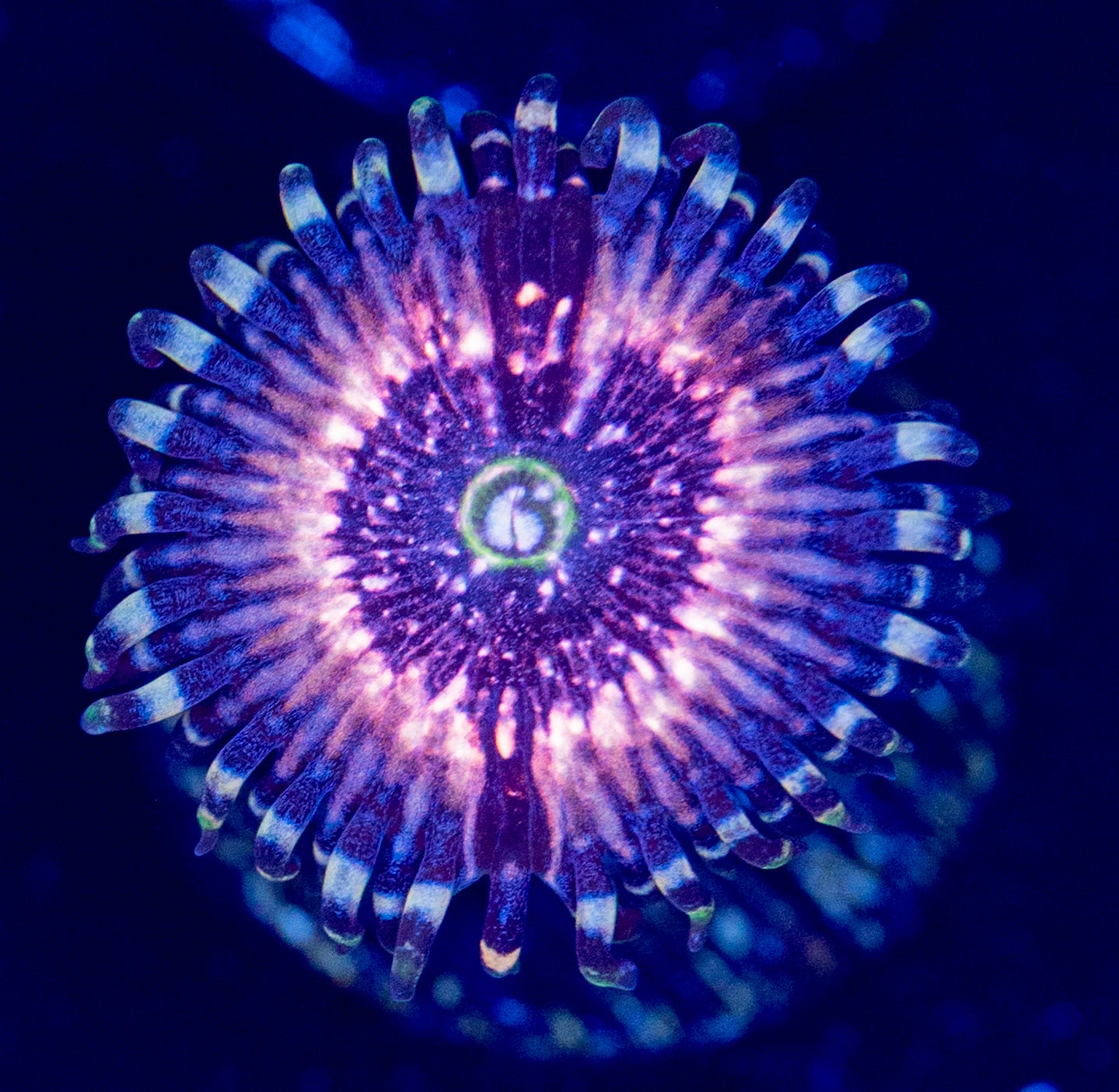 L56 ZOA
