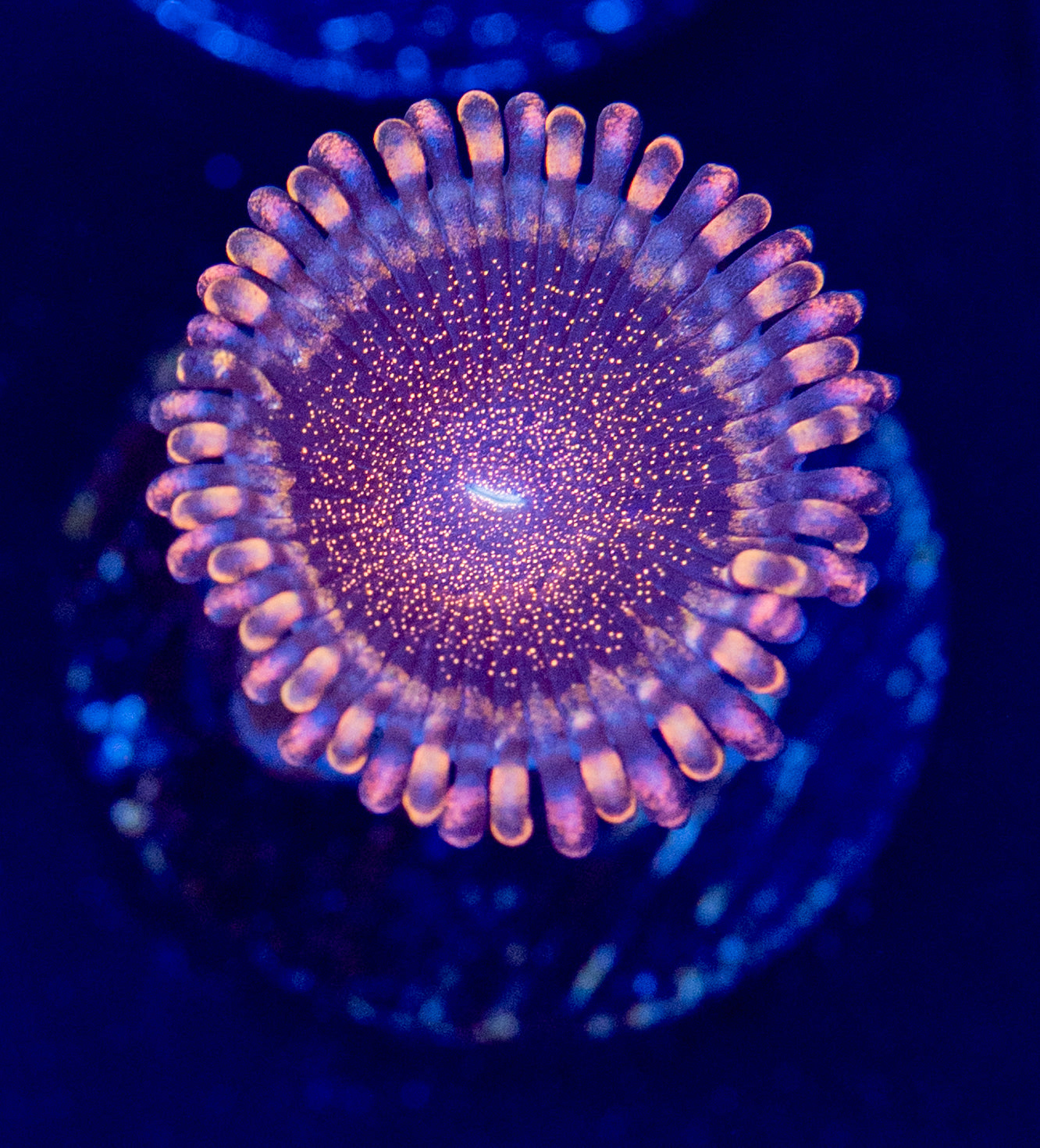 L57 BOUGIE ZOA