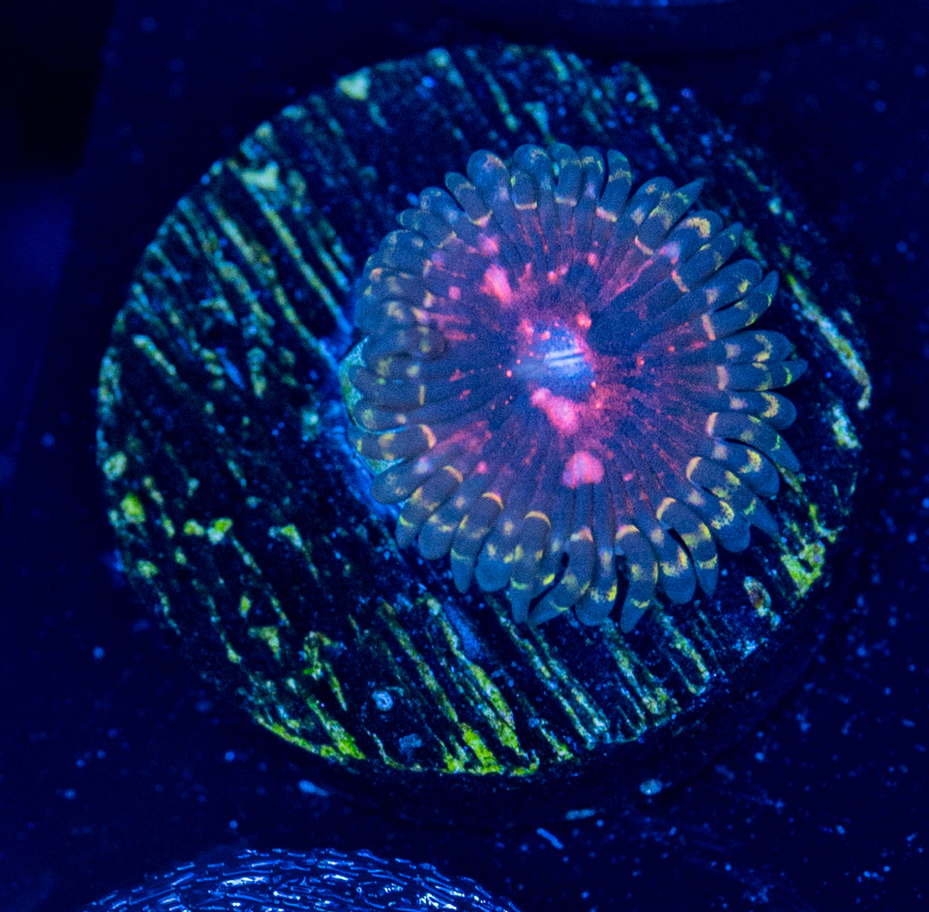 L58 ZOA