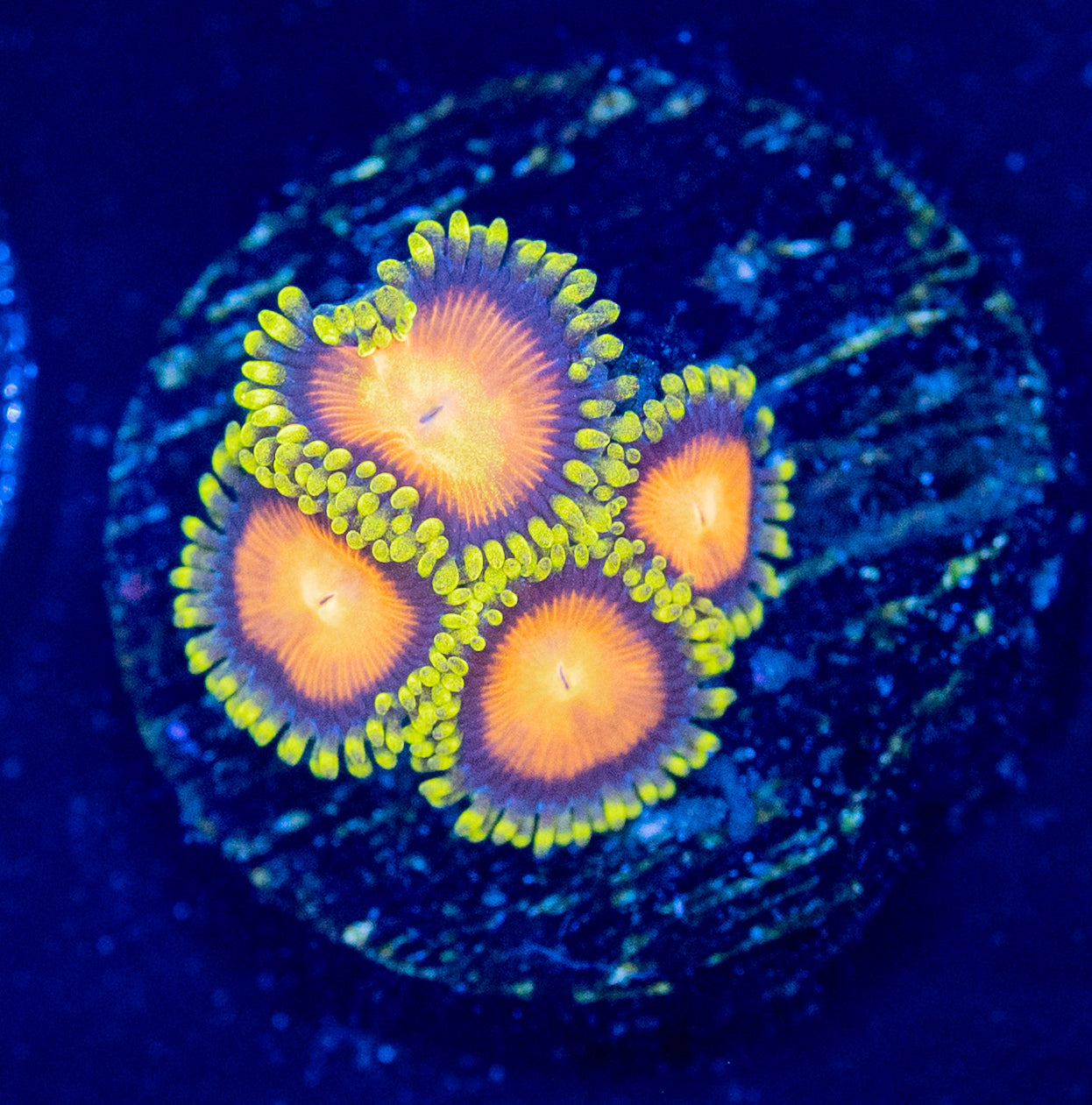 L60 ZOA