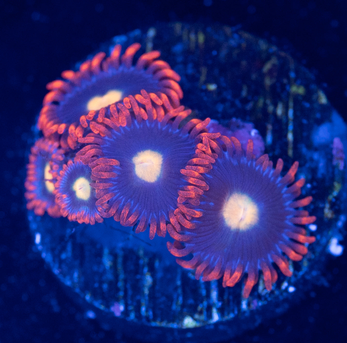 L63 ZOA