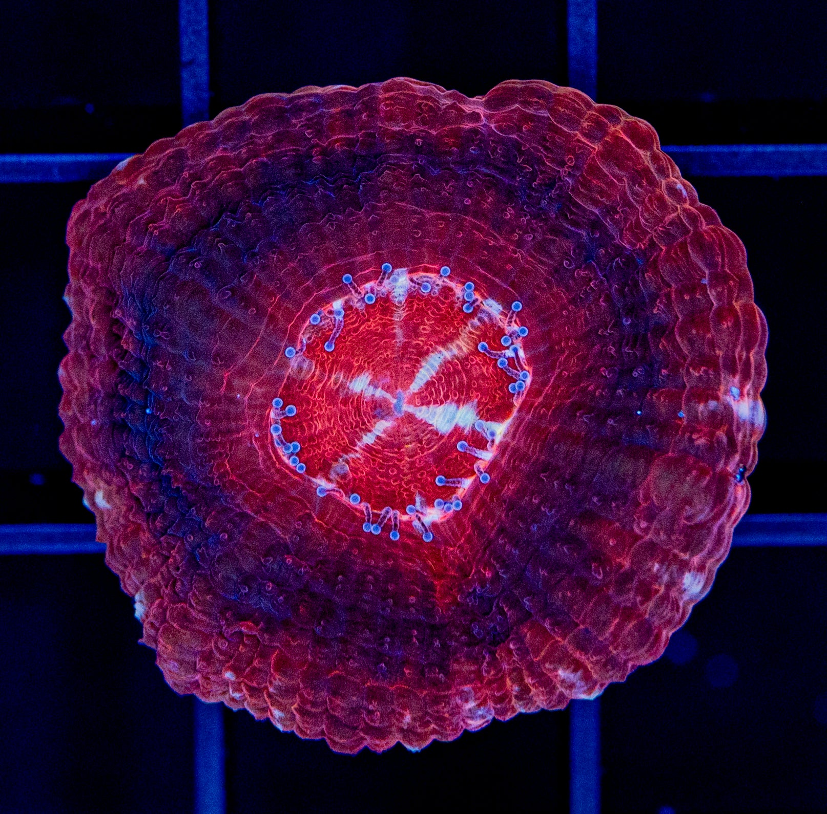 LD2 Japanese Deepwater Acan – Reef Aquaculture Specialists