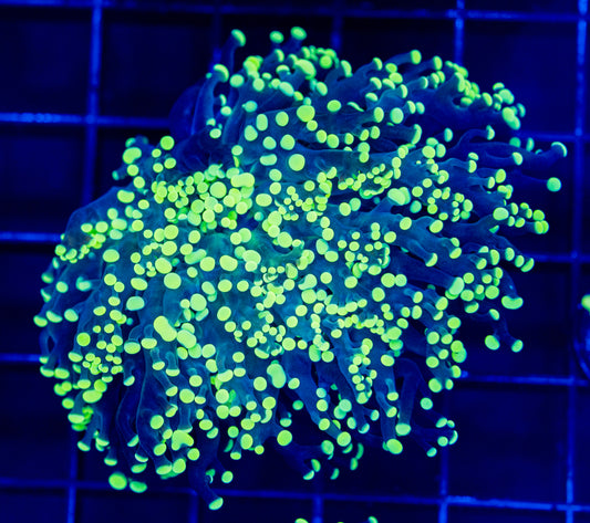 M03 FROGSPAWN