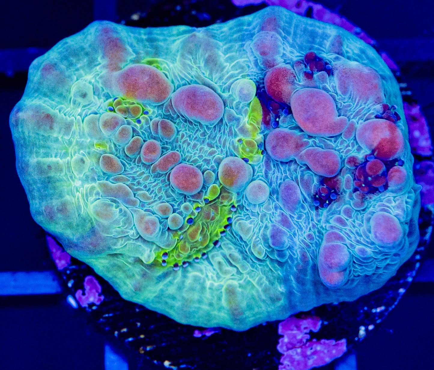 M05F WWC Cosmic Candy Bounce CHALICE