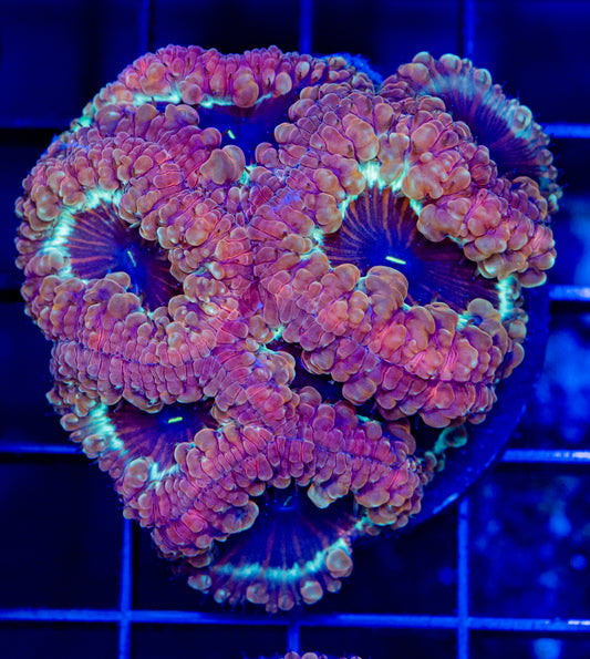 M29 BLASTO COLONY