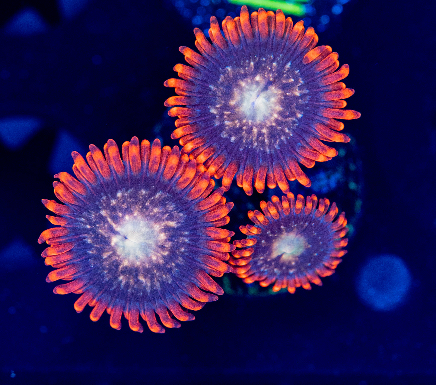 M33 Space Nebula ZOA