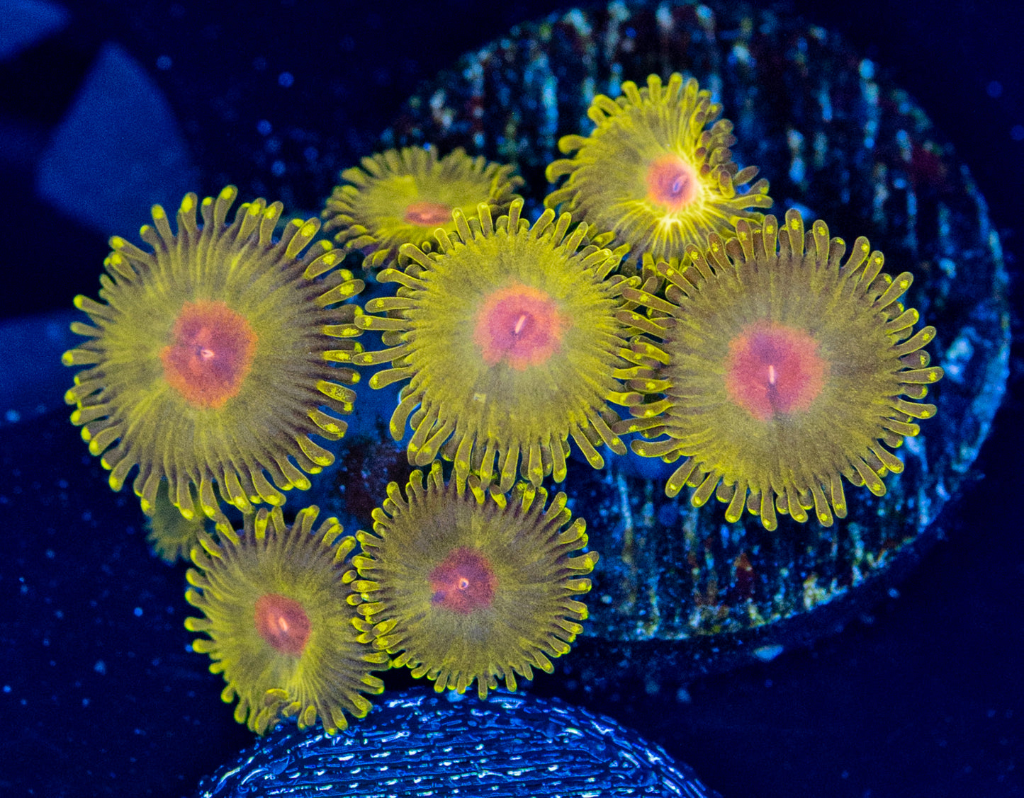 M36 GOLDEN GOD ZOAS