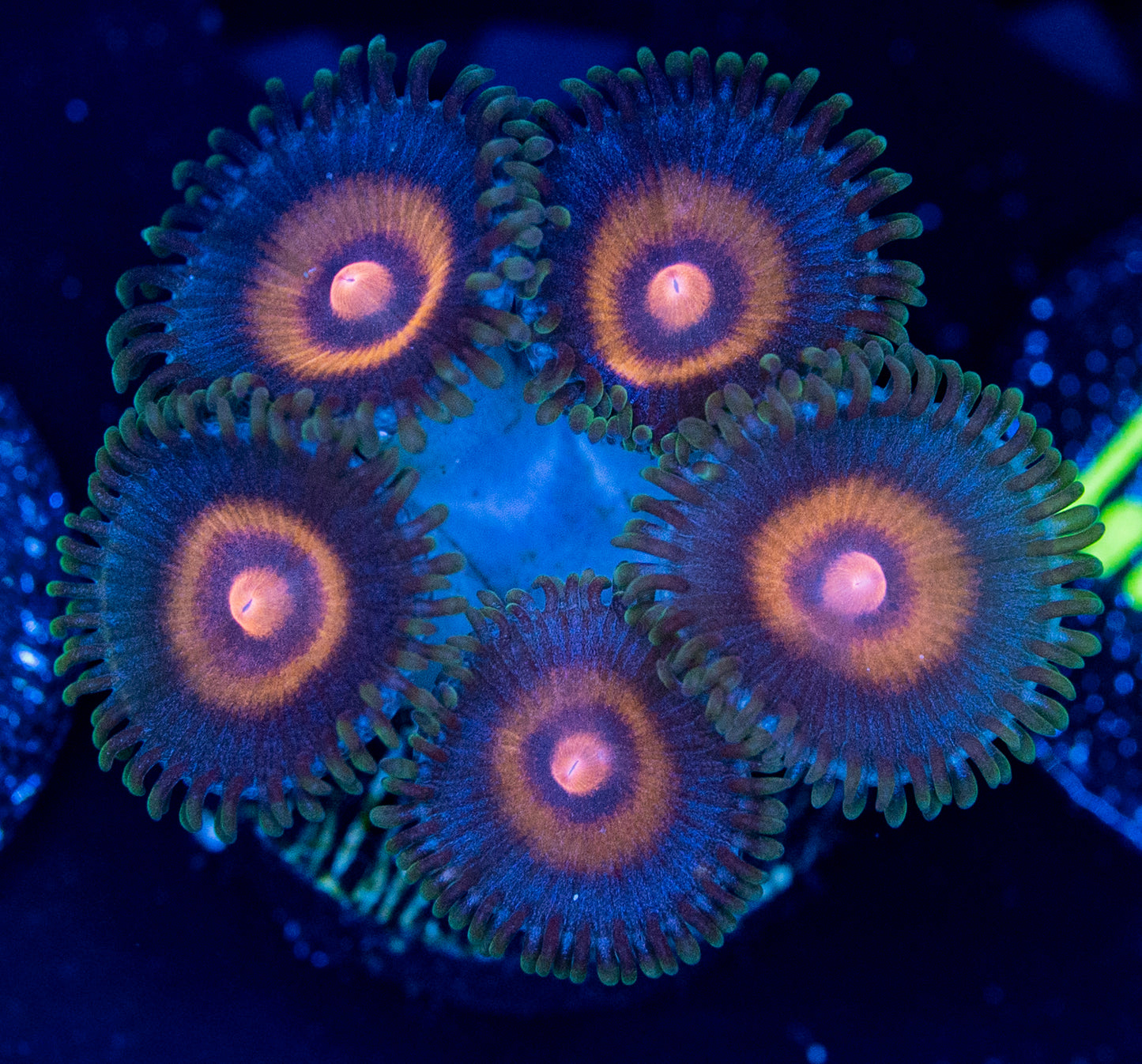 M39 WOLVERINE ZOA