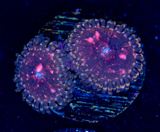 M42 ZOA