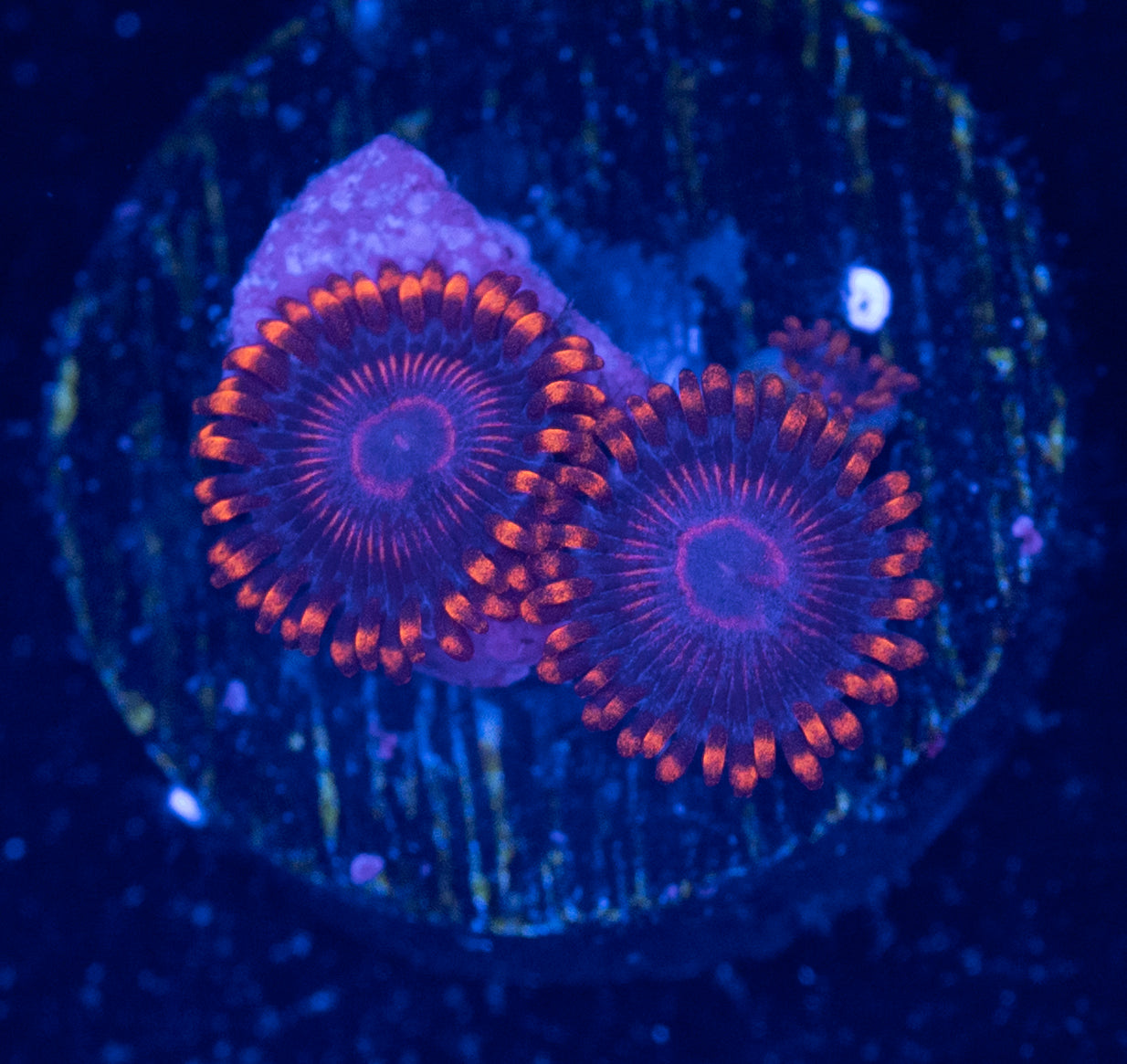 M43 TWIZZLER ZOA