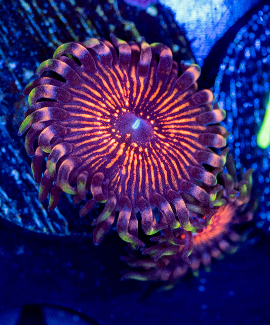 M45 ZOA