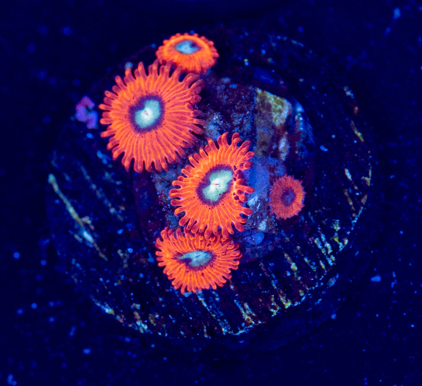 M46 CHARMANDER ZOA