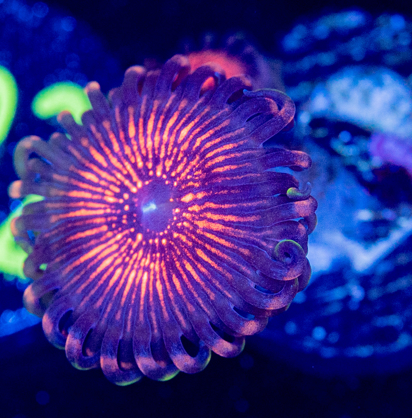 M47 ZOA