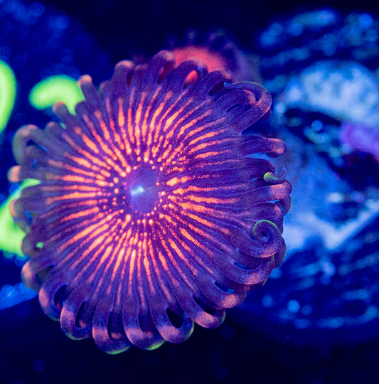 M47 ZOA
