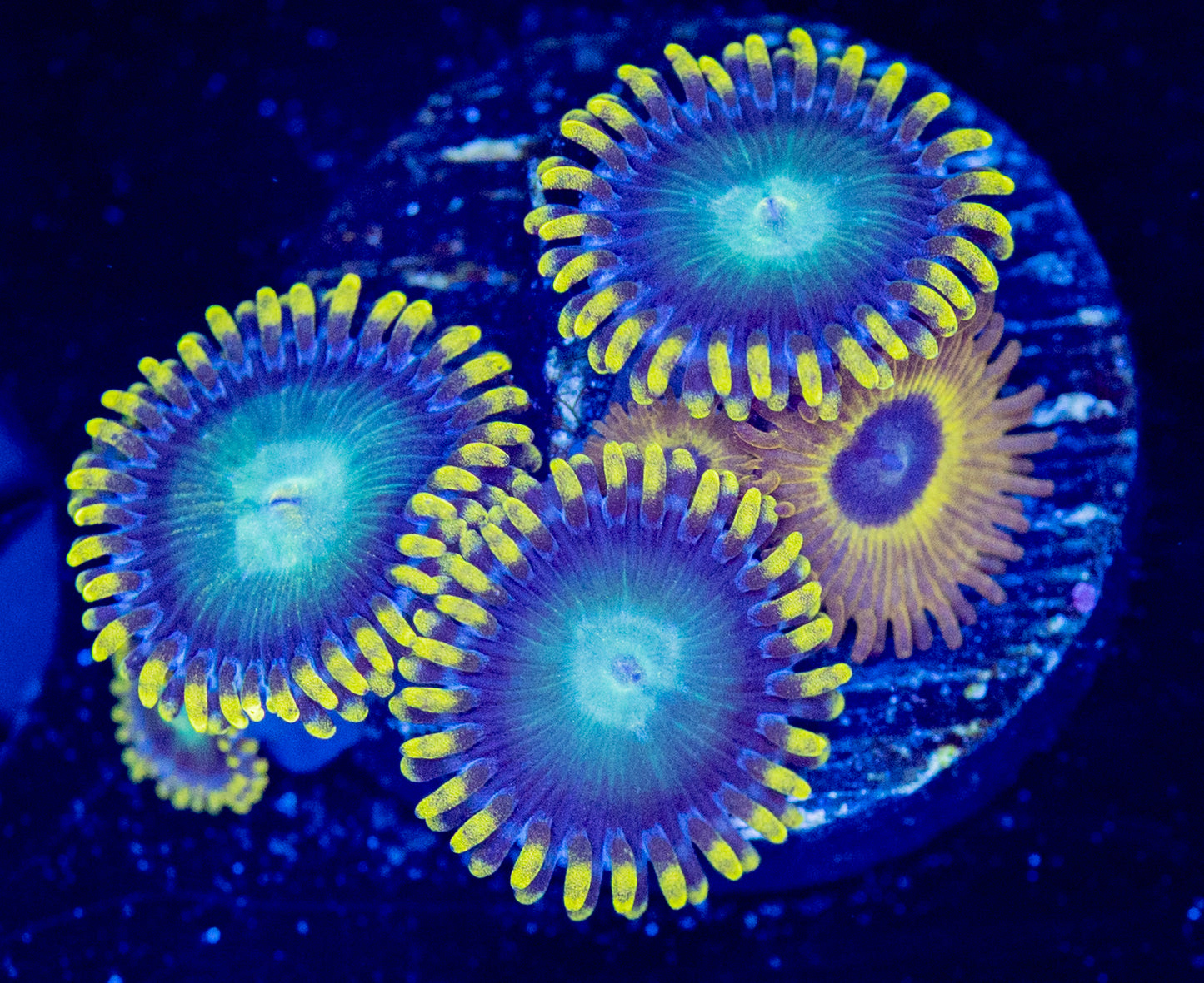 M50 ZOA COMBO