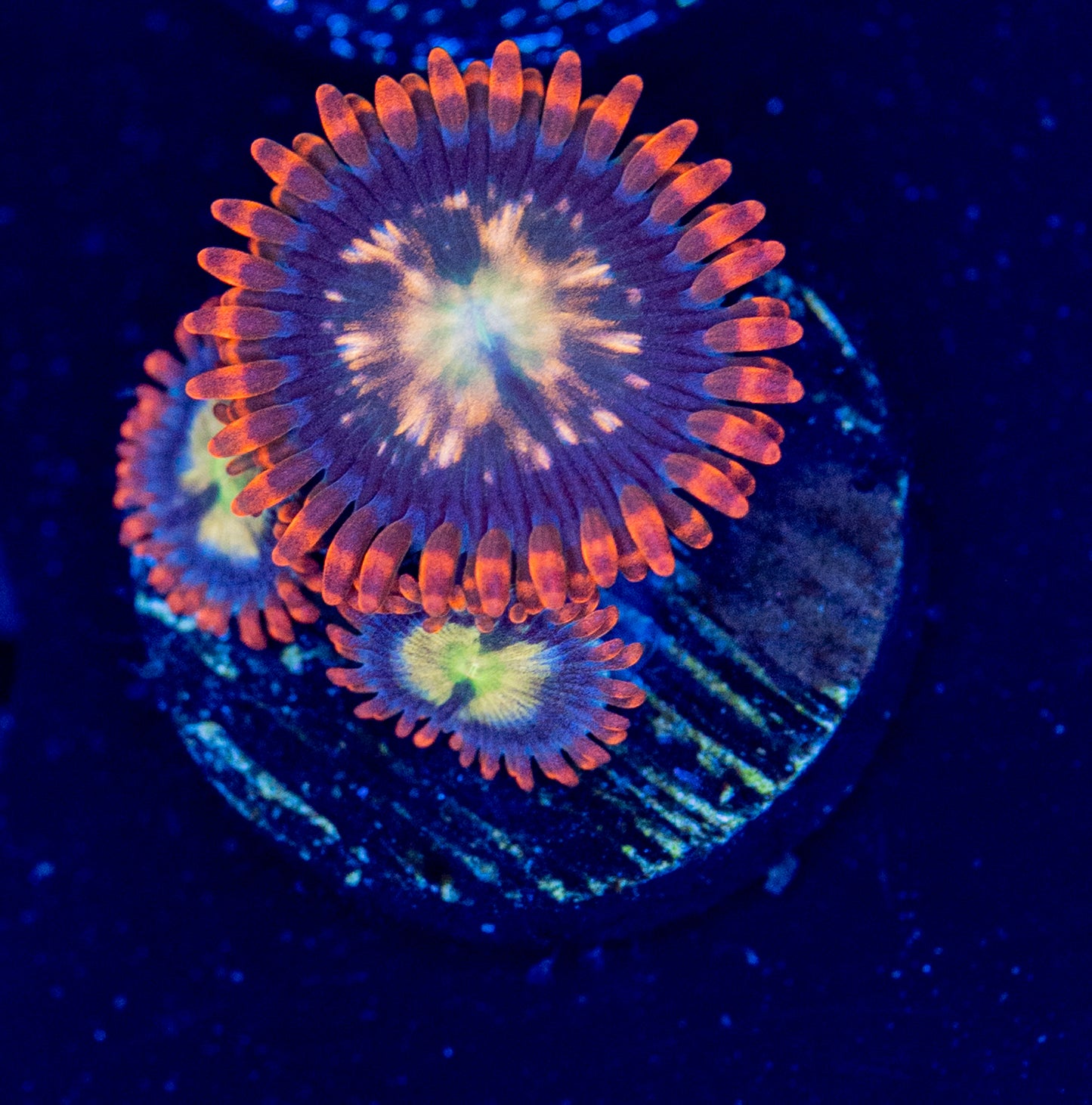 M52 Space Nebula ZOA