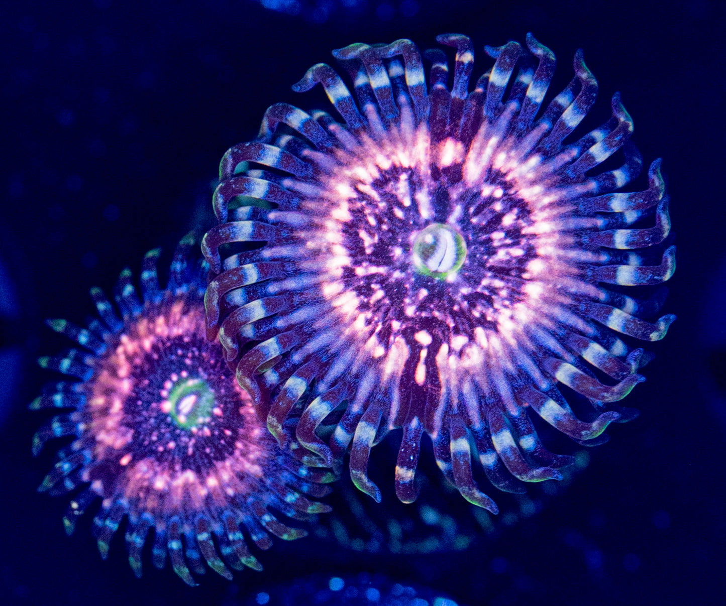 M59 PINK ZIPPER ZOA