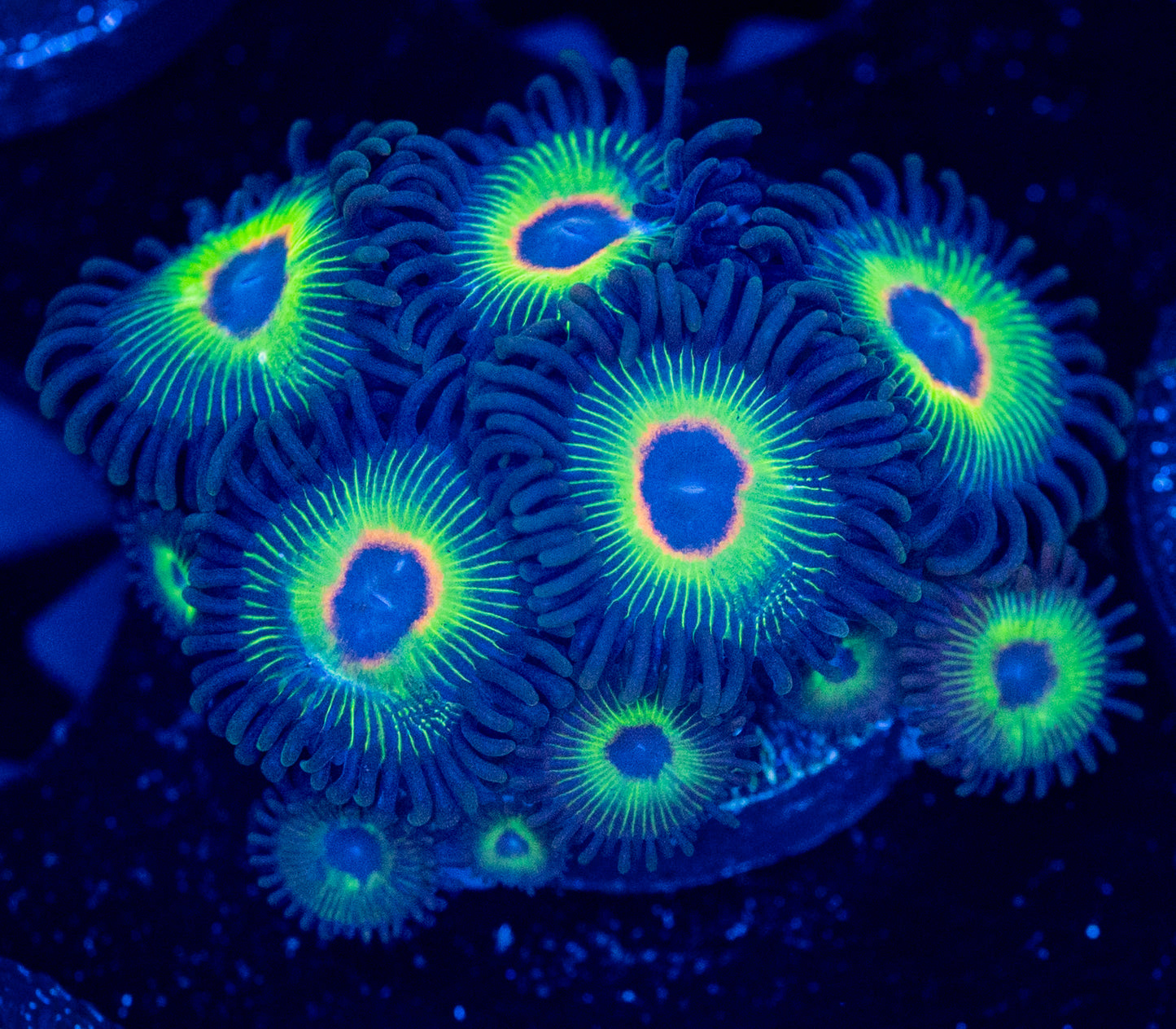 M66 BOB MARLEY ZOA WYSIWYG