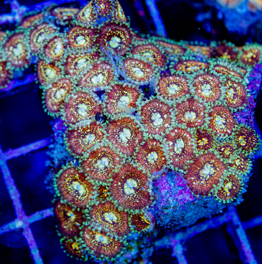 RAS Mox Opal Master Zoa New Release