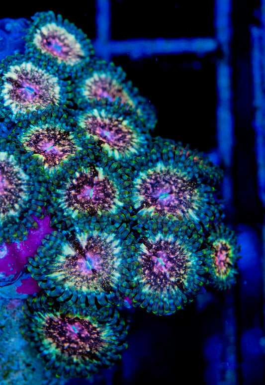 RAS Mystic Realm Zoa New Release