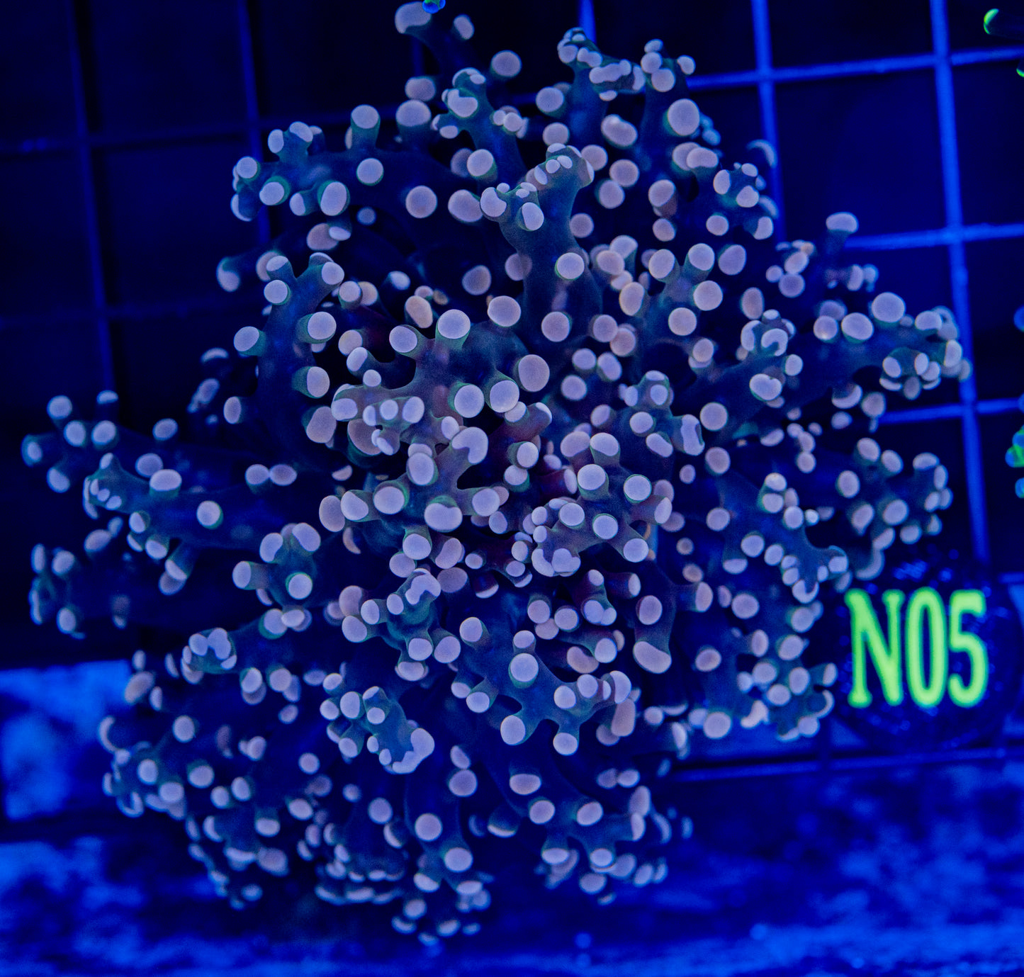 N05-1 Pink FROGSPAWN