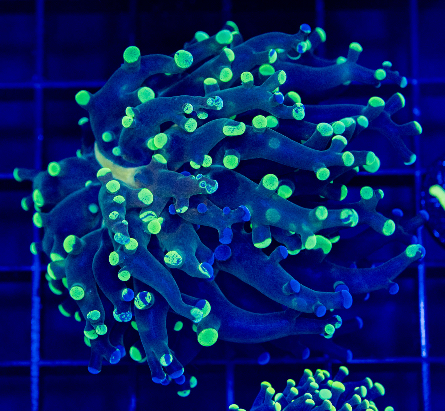 N07 Bio-colors FROGSPAWN