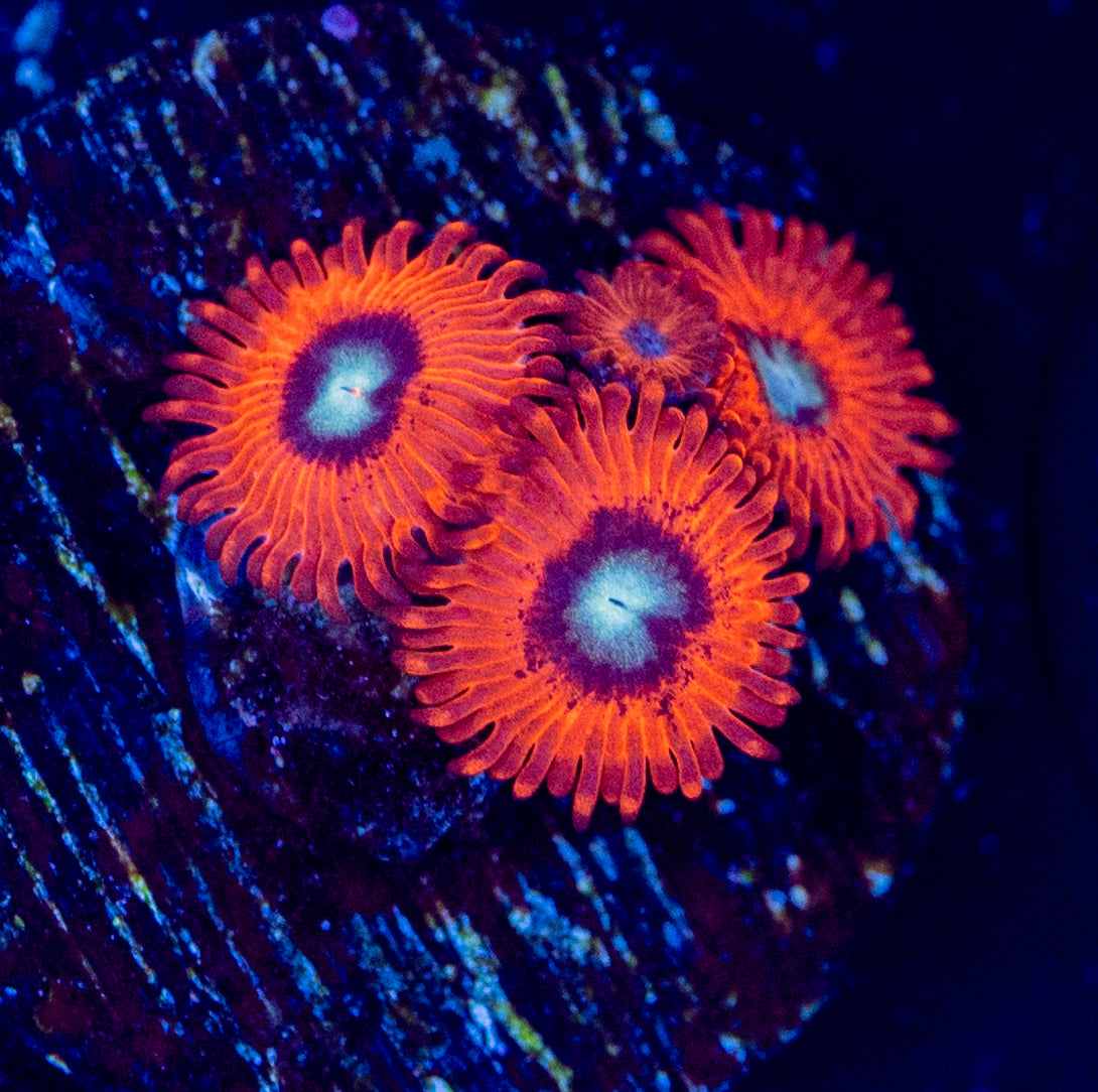 N33 CHARMANDER ZOA