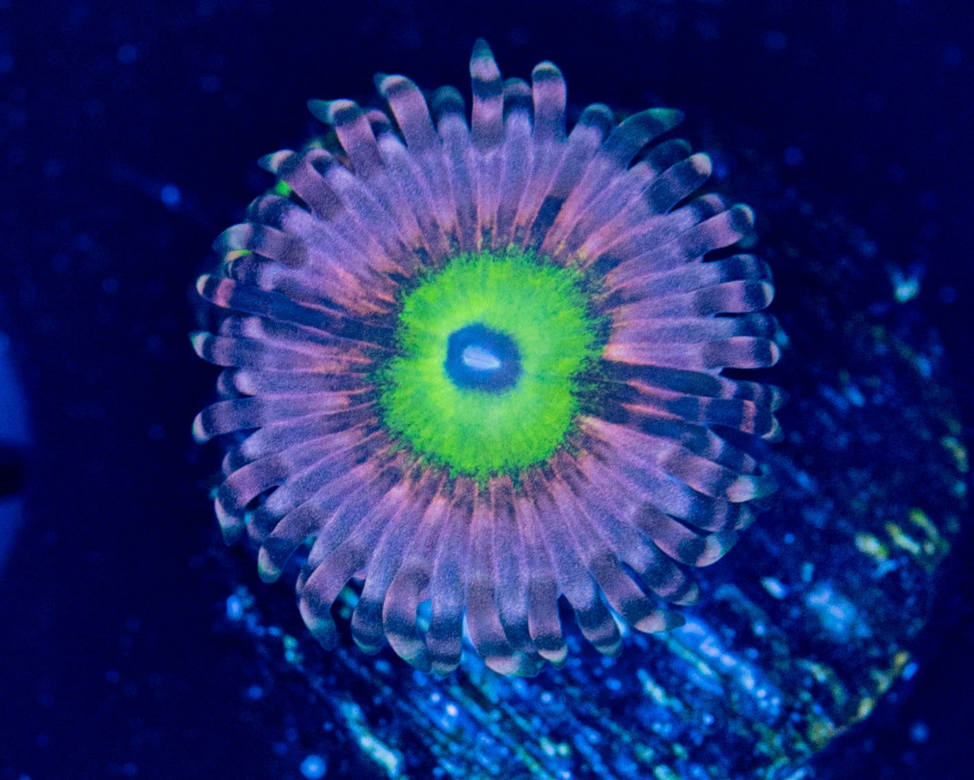 N36 PINK HIPPO ZOA