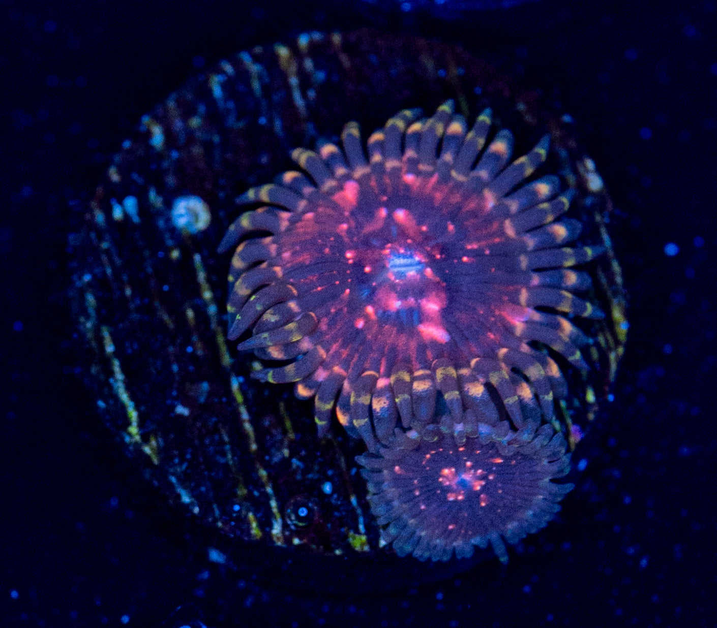 N40 ZOA