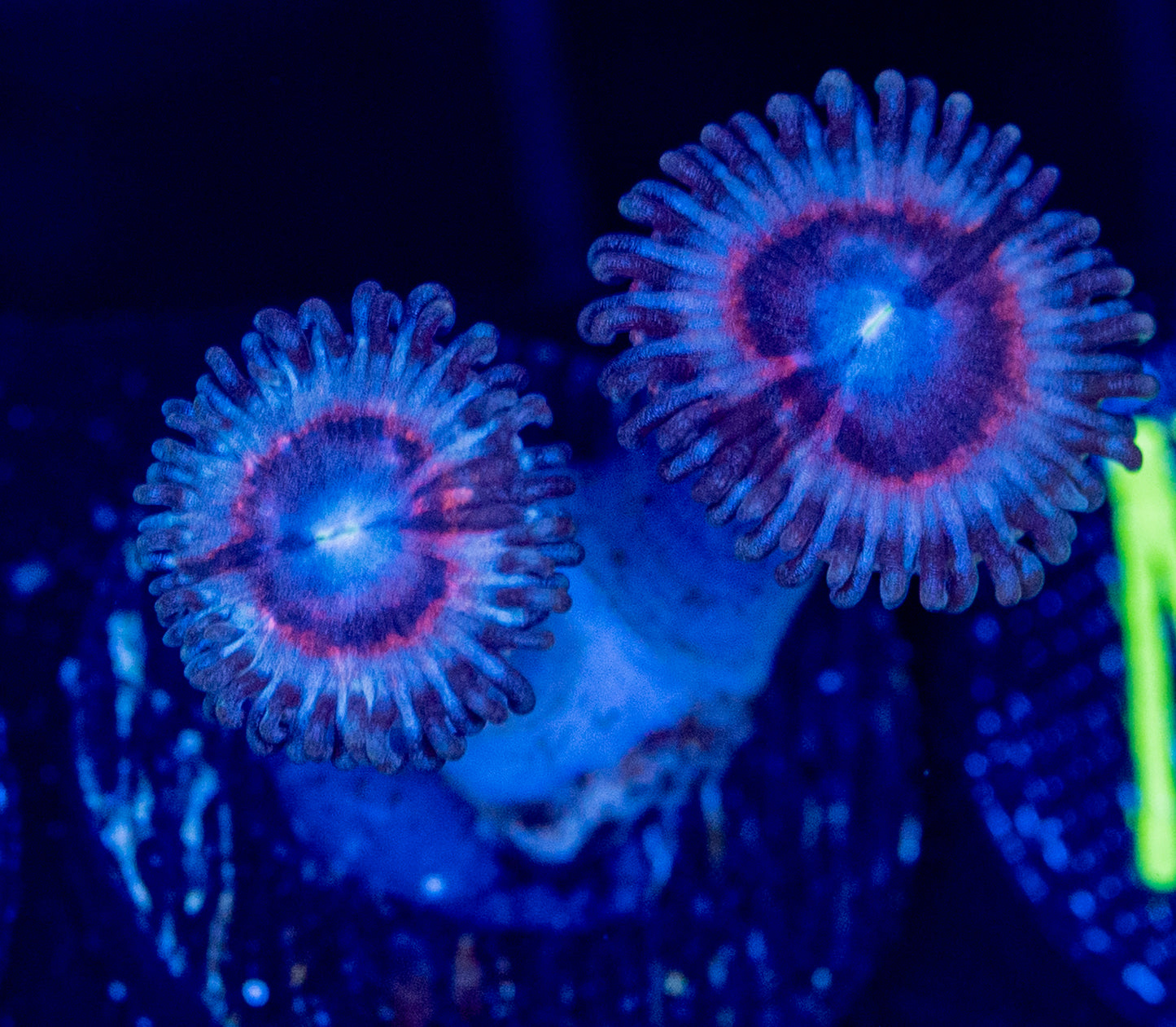 N42 ZOA