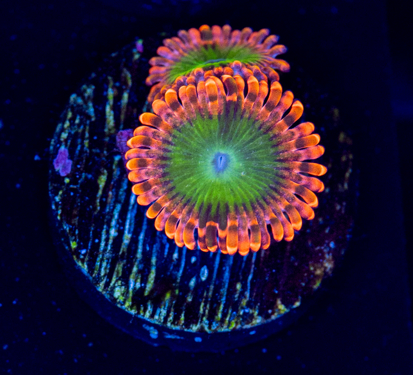 N48 OOMMPA LOOMPA ZOA