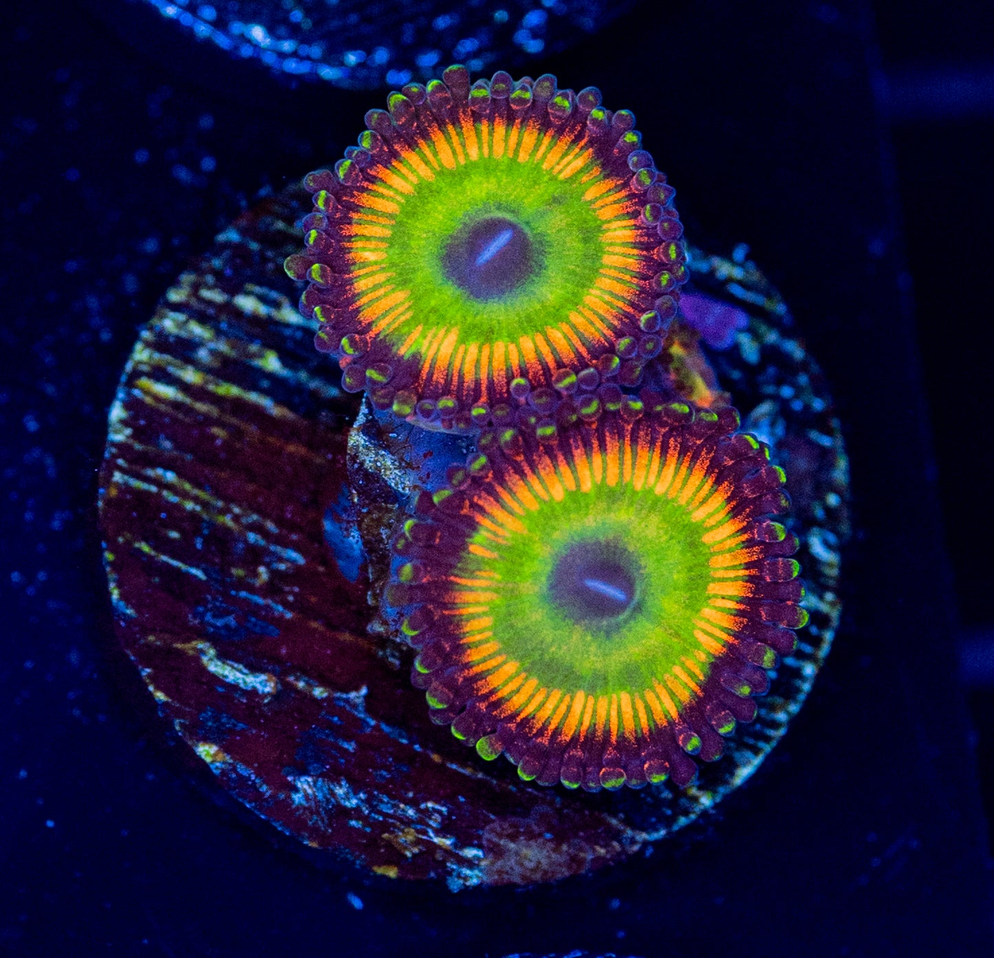 N57 ZOA