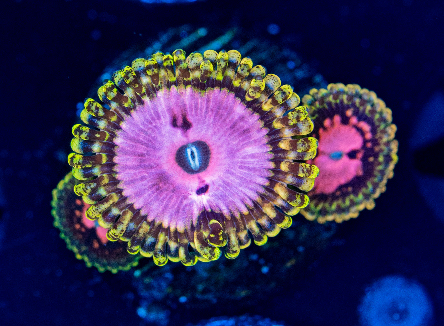 N61 PINK DIAMOND ZOAS