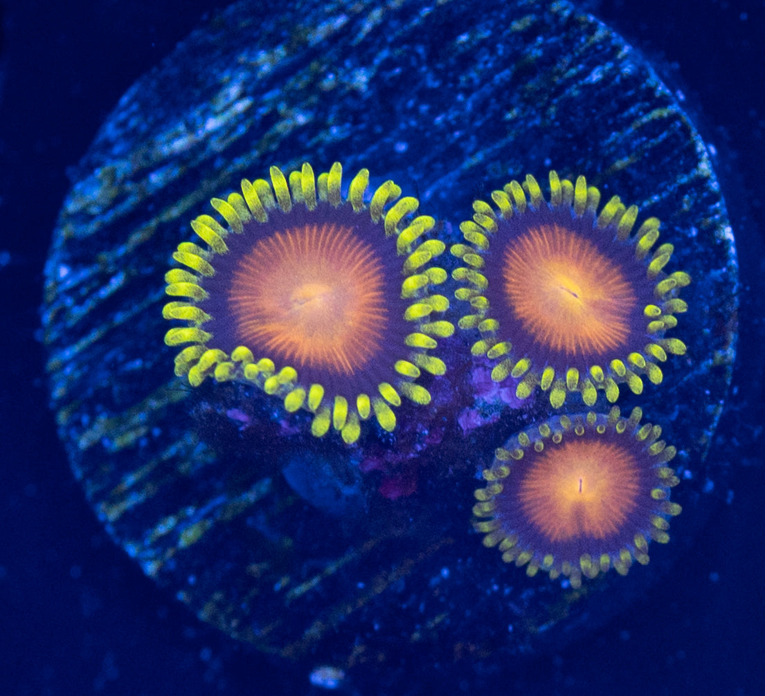 N63 ZOA