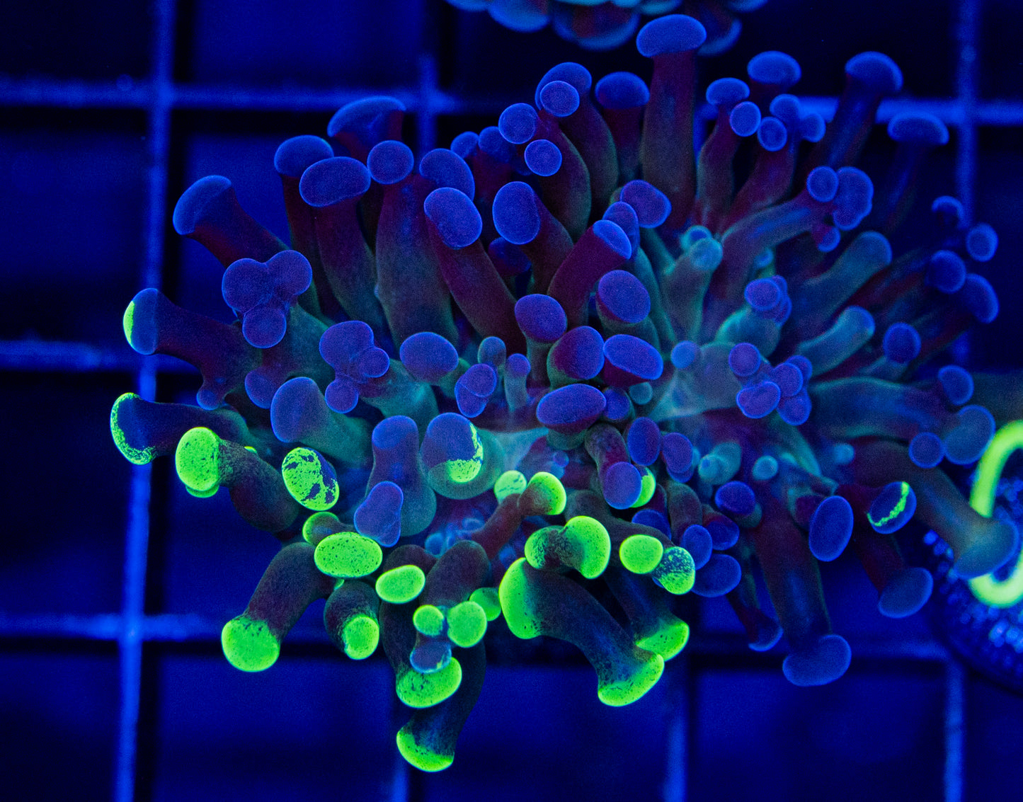 O31 Unique Grafted blue HAMMER