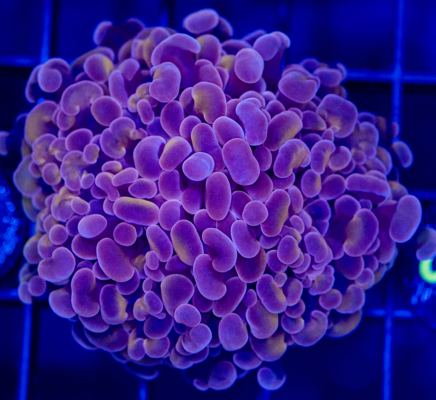 O35 HAMMER
