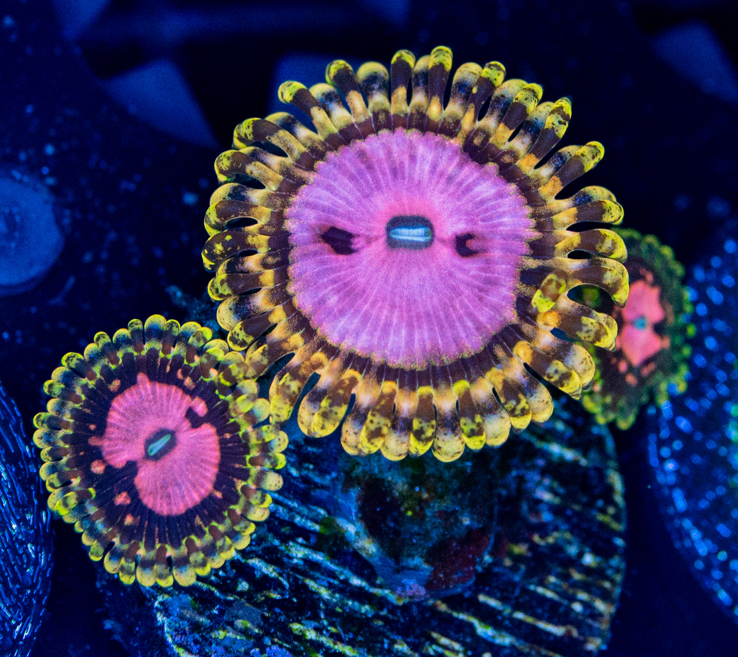 O40 PINK DIAMONDS ZOA