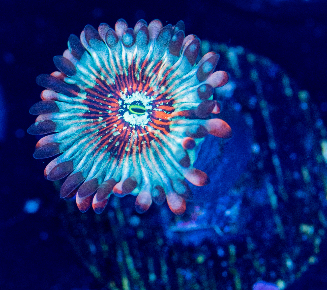 O45 White Zombie ZOA