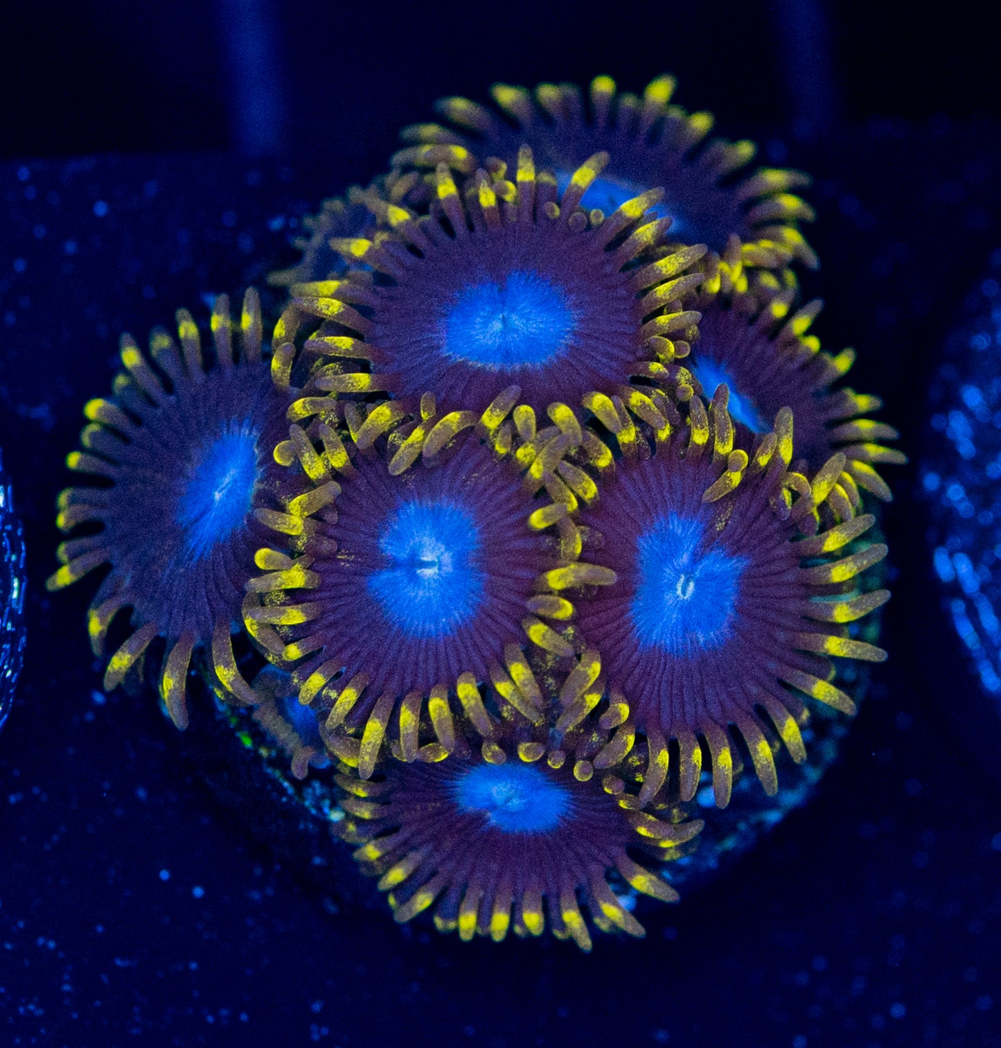 O49 ZOA